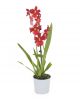 Burrageara Nelly Isler 1 Rispe Orchidee mit roter Blüte 023341