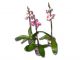 Phalaenopsis 1 Rispe 6+ Blüten Farbmix 043899