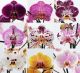 Phalaenopsis gemischt 2-tak special mix 082746