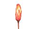 Protea repens rot (200). 019508