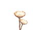 Protea rosette hell (200) 021450