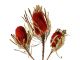 Banksia hooker rot (50) 028380
