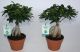 Ficus Ginseng ficus micr. ginseng 029792