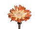 Protea rosette  6-7 cm ZZ klein (100) natur- hell Mitte 044954