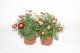 Margeriten rot / rosa / gelb Argyranthemum frutescens 045646