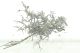 Dry-Tree in Holzbox 2/1/1 weiss gewaschen 059136