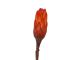 Protea repens orange (200) 074892