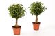 Ficus ficus benjamina bijzondere vormen 075662
