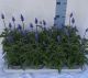 Salvia farinacea Mysty - blau 079272