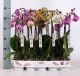 Phalaenopsis gemischt 5 Farben (enk 2tak 12+ 085024