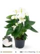 Anthurium Anthedesia White karma - white 12cm 111155