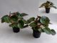 Begonia x erythrophylla Black Jungl begonia erythrophylla 14cm 112783