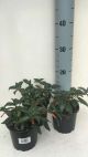 Cuphea ignea - Zigarettenblümchen orange-roten Blüten 114563