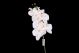 Orchid. Phalaenopsis-Zweig x7 weiss 116028
