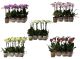 Phalaenopsis Multiflora diverse 1 Risp 116093