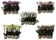 Phalaenopsis Multiflora diverse 3 Risp 116094