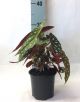 Begonia maculata 104043