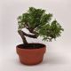 Bonsai Juniperus chinensis 'Itoigawa' 17 cm B-JunipItoi rund 117178