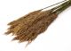Plume Reed long 78cm 75g natural 118961