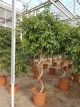 Ficus benjamini Exotica 119795