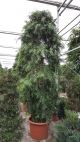 Podocarpus gradiflor  119812