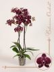 Phalaenopsis Eduction  122928