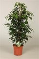 Ficus Danielle ficus benjamina danielle(r) 127172