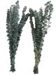 Deko-Eukalyptus H 50 cm grün 121643