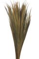 Broom Grass 110 cm 200g bunch natural 124510