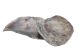 Muscheln Placuna Ephium 1kg 127388