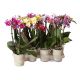 Phalaenopsis Multiflora 2er Basic mix 127795