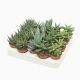 Aloe haworthia mix 129193