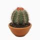 Cactus melocactus bahiensis 129261