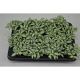 Fittonia Mosaic White Forest Flame fittinia white forest flame 7 cm 129358