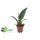 Philodendron  129450