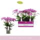 Phalaenopsis Multiflora Bellissimo Caro 130851