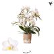 Phalaenopsis Multiflora Kolibri Orchids Phalaenopsis Liberty 4 spike White 130853