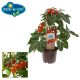 Tomaten PICK-&-JOY® Plum Tomato Red 137292