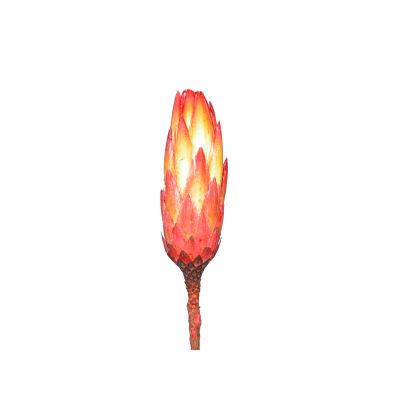 Protea repens rot (200). 019508