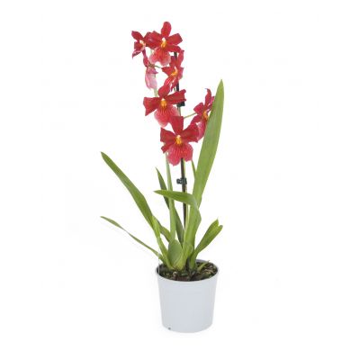 Burrageara Nelly Isler 1 Rispe Orchidee mit roter Blüte 023341