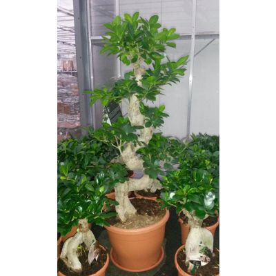 Ficus microcarpa Ginseng grünblättrig S-Typ 025309