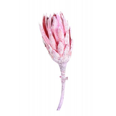 Protea Repens (50) altrosa frosted 039475