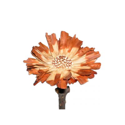 Protea rosette  6-7 cm ZZ klein (100) natur- hell Mitte 044954