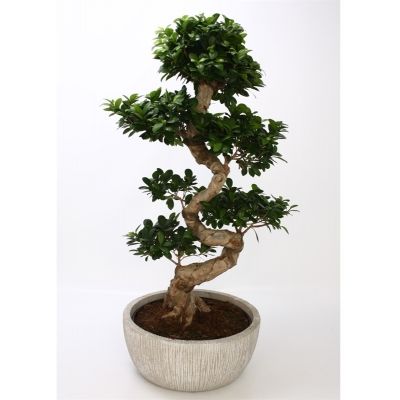 Ficus sonstig fuji 075663