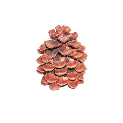Zapfen Pinea (50) groß natur Btl.laq. 019606