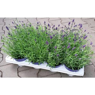 Lavandula angustifolia Lavendel blau 022511