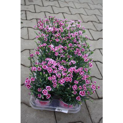 Dianthus caryophyllus Pink Kisses 028663