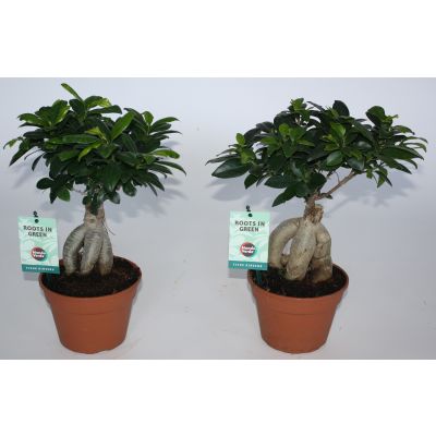 Ficus Ginseng ficus micr. ginseng 029792
