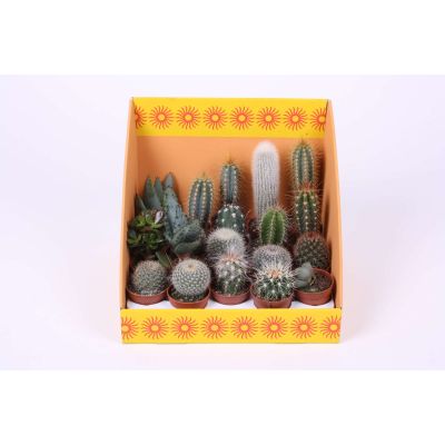Cactus mix 040106