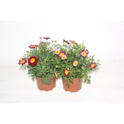 Margeriten rot / rosa / gelb Argyranthemum frutescens 045646